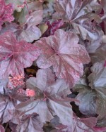 Heuchera Obsidium