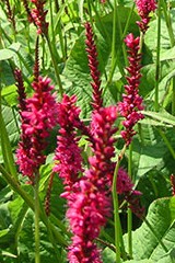 Polygonum amplexicaule