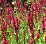 Polygonum amplexicaule