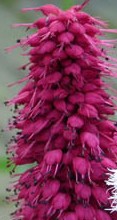 Persicaria millettii und Persicaria bistorta weiss