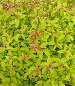 Spiraea-Japonica-Gold-Flame