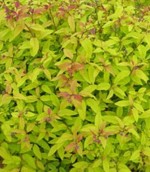 Spiraea-Japonica-Gold-Flame