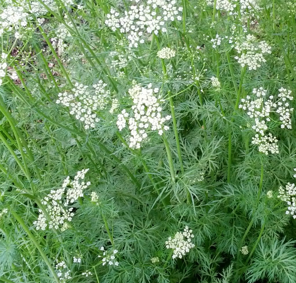 Plant Profile Cumin (Cuminum cyminum)