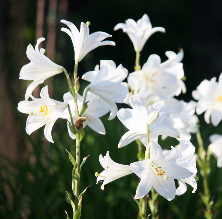 Plant Profile Madonna Lily (Lilium candidum)