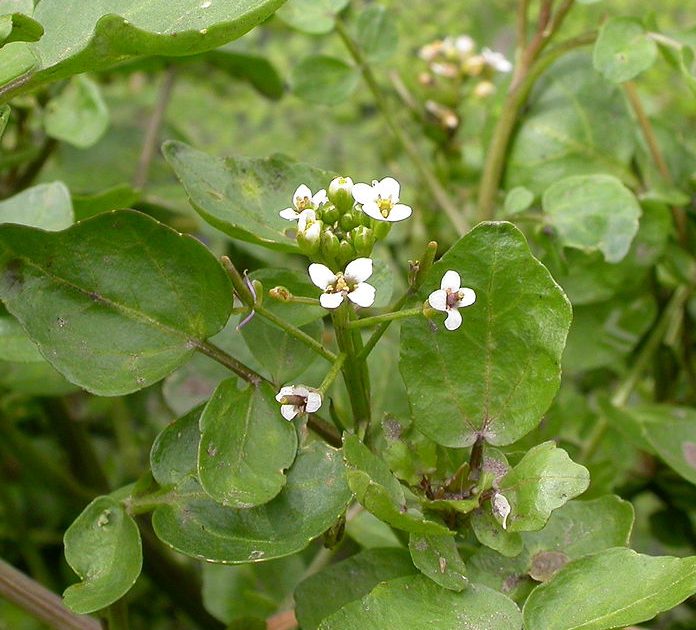 Plant Profile Watercress (Nasturtium officinale)