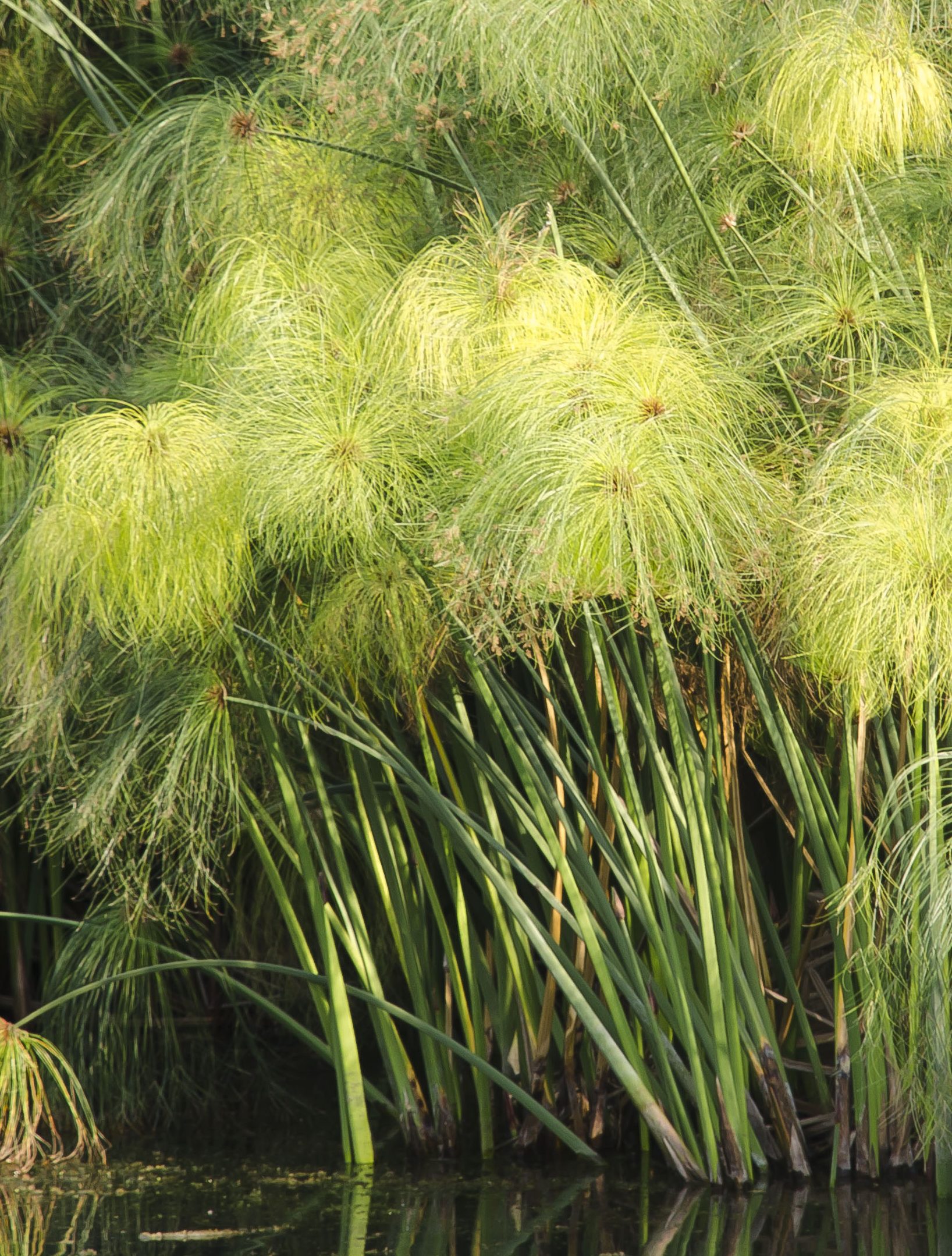 Plant Profile Bulrush (Cyperus papyrus)