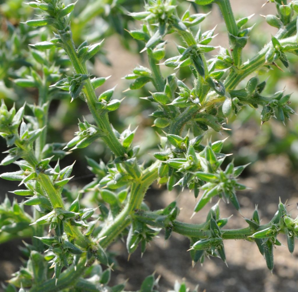 Plants in the Bible Fuller’s Soap (Salsola kali)