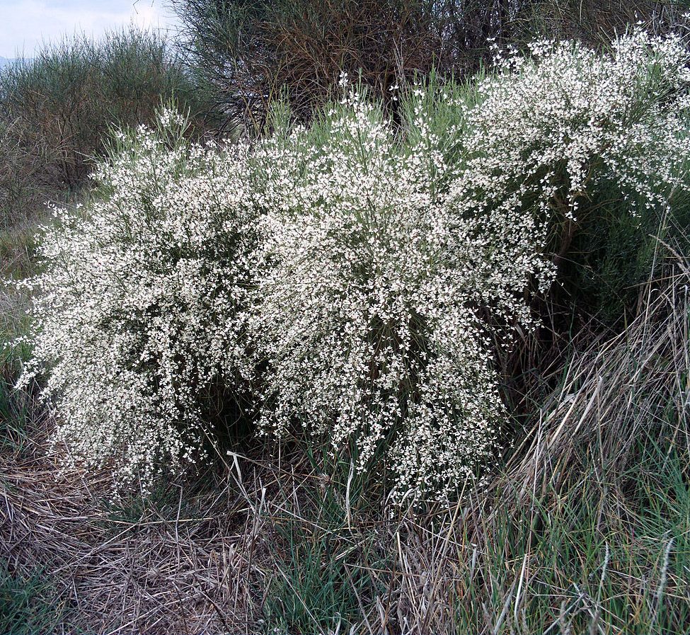Plant Profile Bridal Veil Broom (Retama monosperma aka Genista