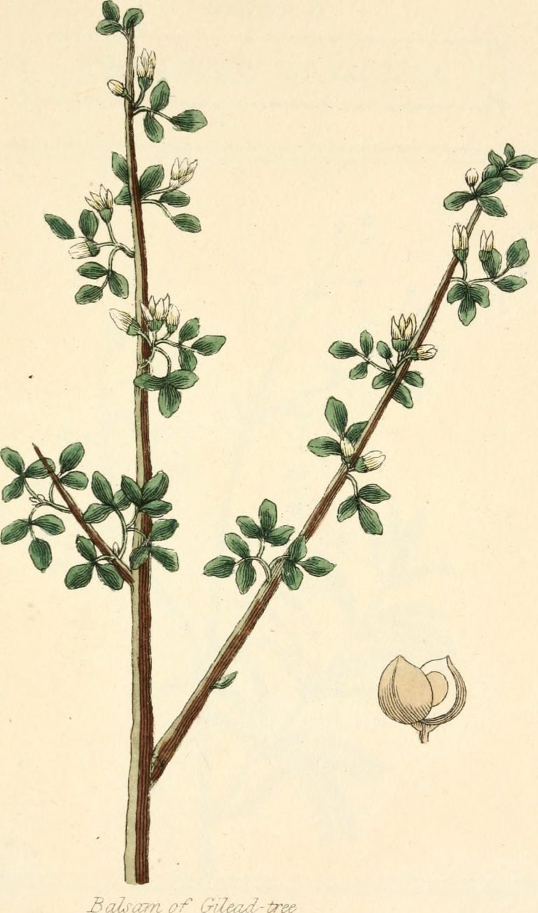 Plant Profile: Arabian Balsam Tree (Commiphora gileadensis aka C ...