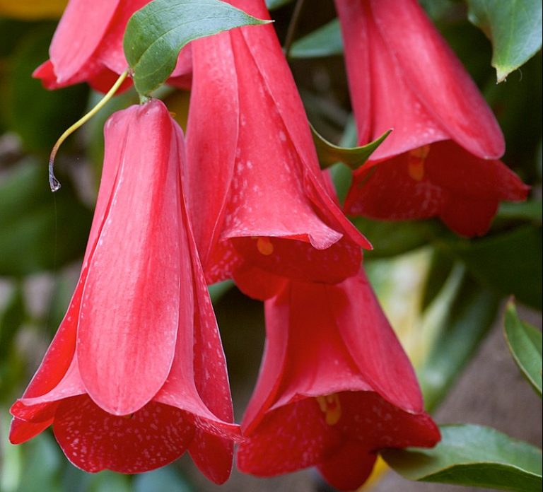 Plant Profile Chilean Bellflower (Lapageria rosea)