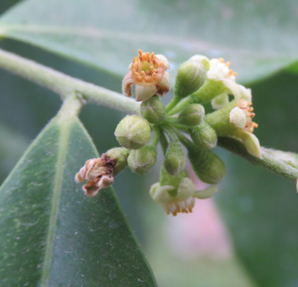 Plant Profile Eaglewood (Aquilaria agallocha aka Aquilaria malaccensis