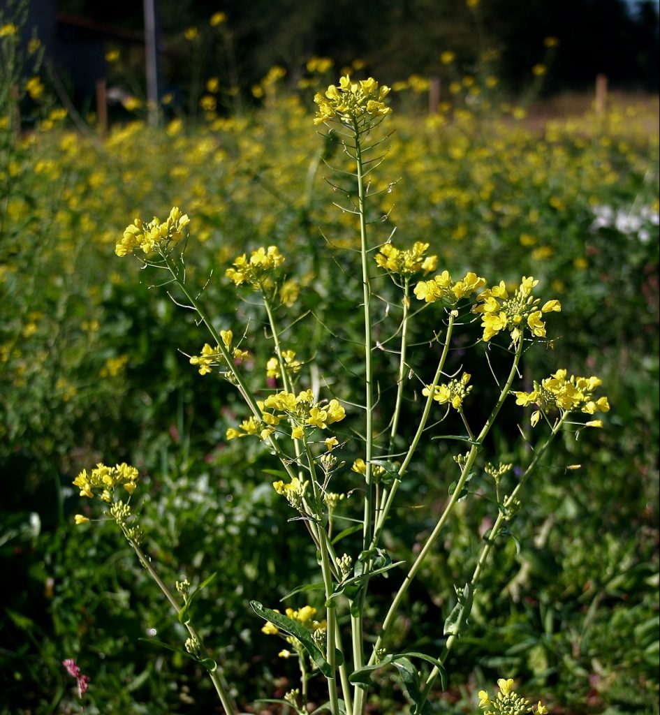 Plant Profile Charlock Mustard (Sinapis arvensis aka Brassica kaber