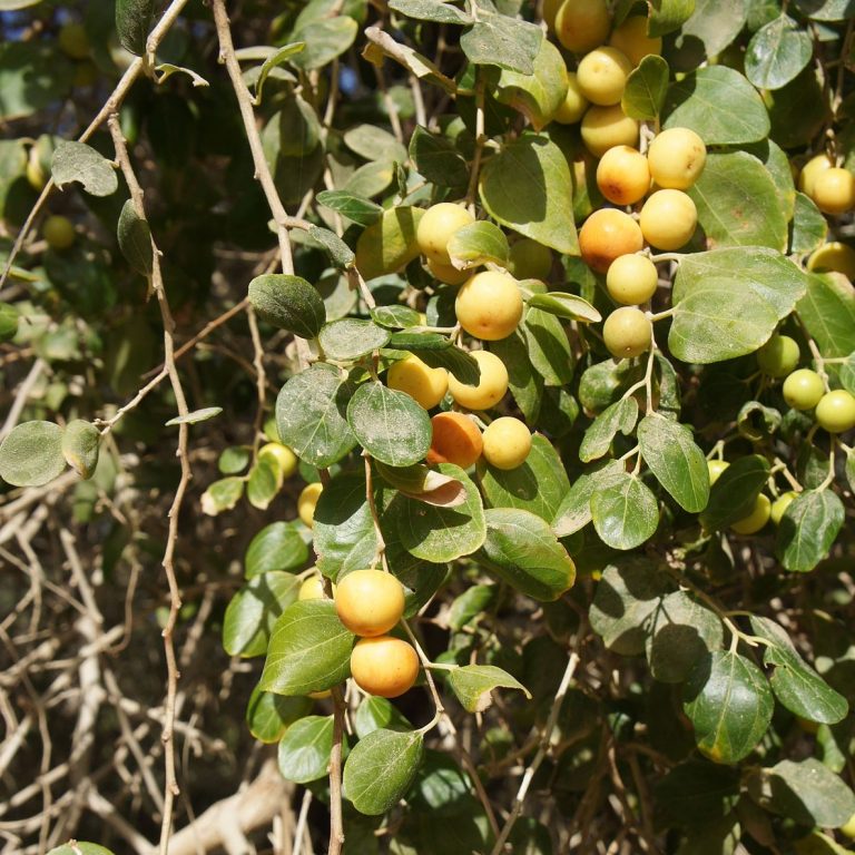 Plant Profile Wild Jujube (Ziziphus lotus)