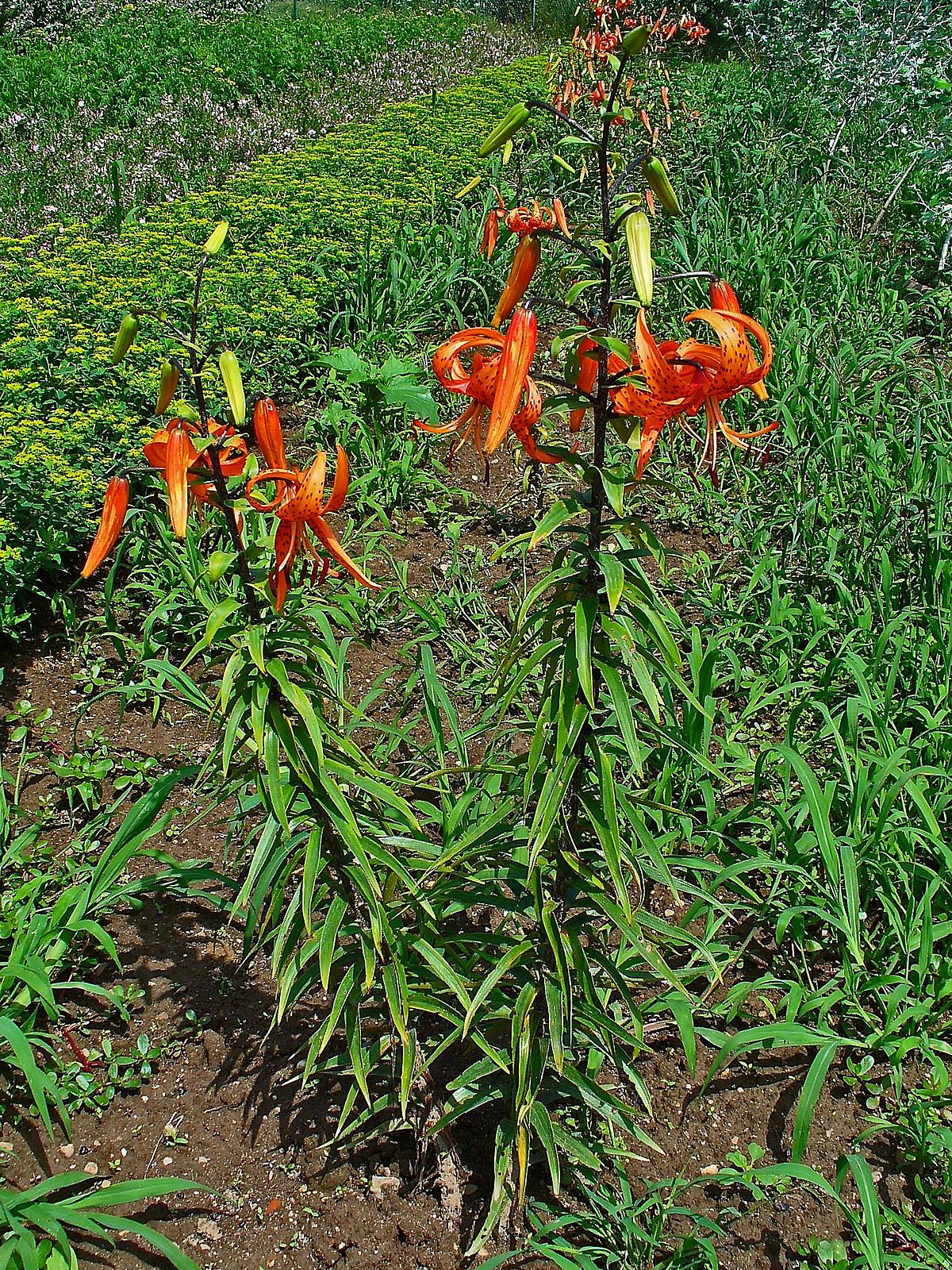 Plants for a Plant Zoo Tiger Lily (Lilium lancifolium aka L. tigrinum)