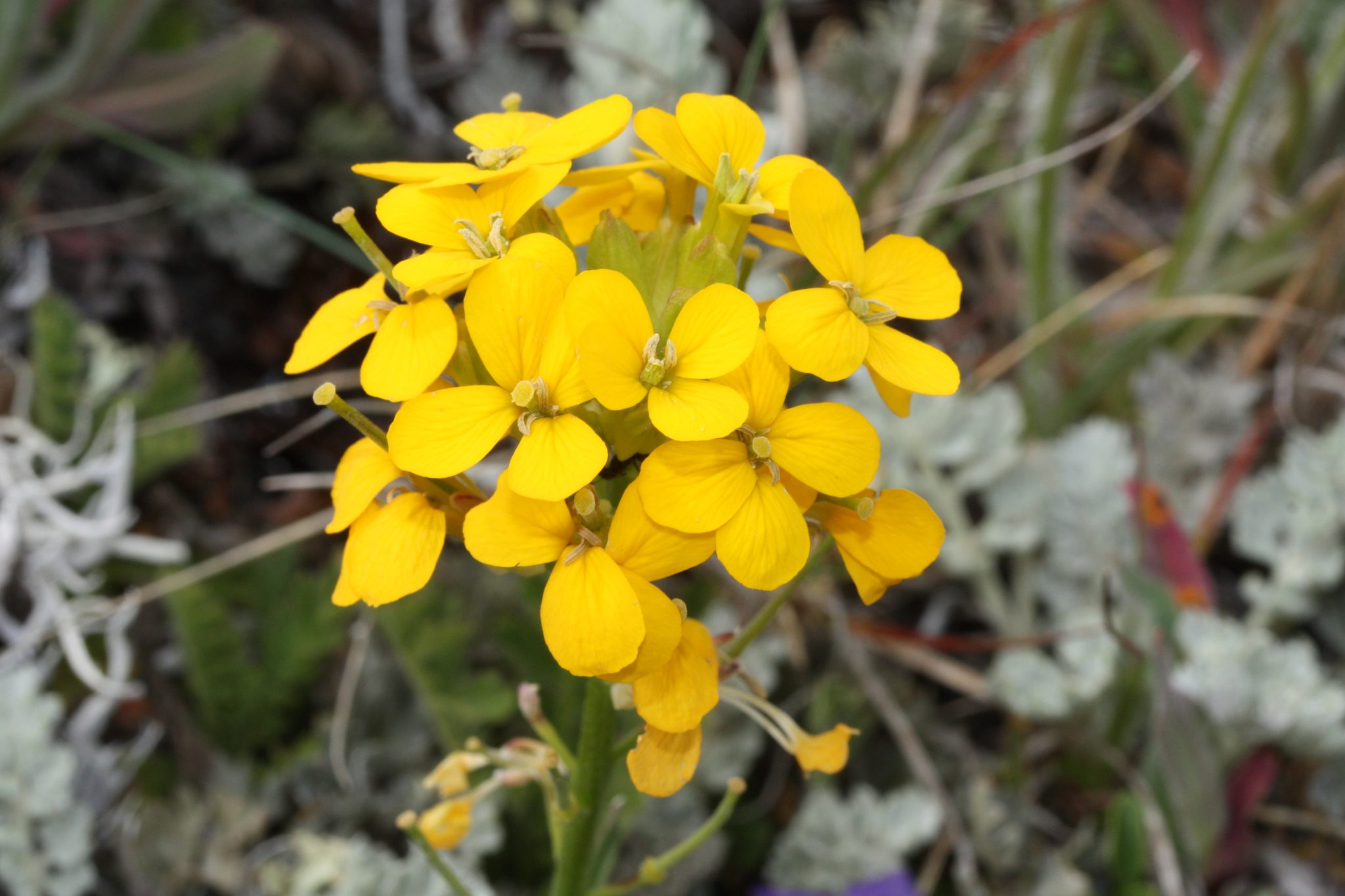 Plant Profile Western Wallflower (Erysimum capitatum