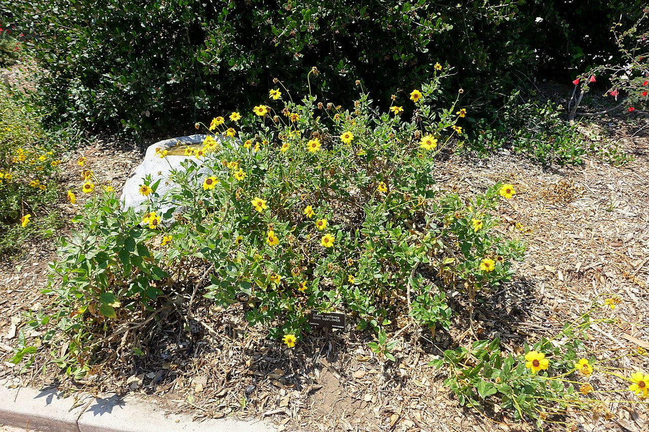 Plant Profile California Bush Sunflower (Encelia californica