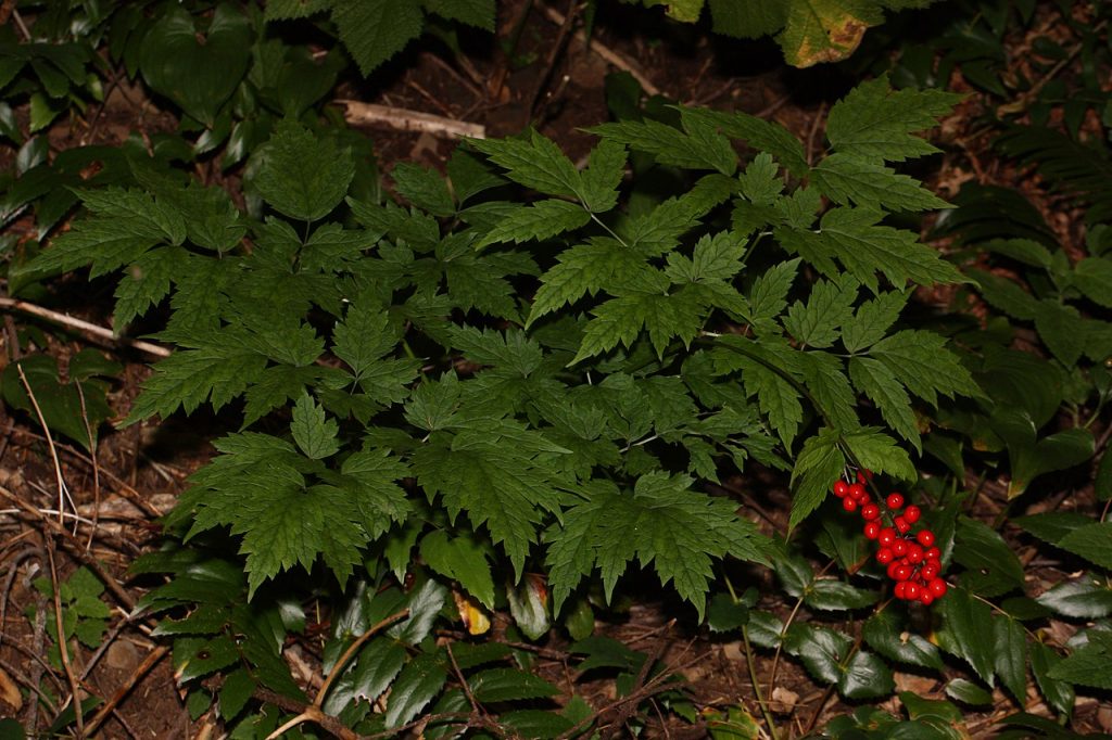 This image has an empty alt attribute; its file name is Actaea_rubra-berries-Walter-Siegmund-Wikimedia-Commons-1024x682.jpg
