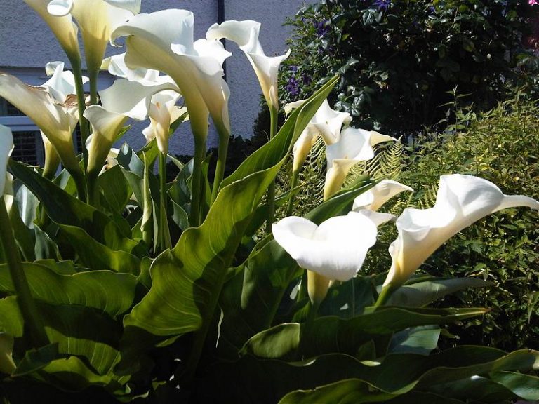 Plant Profile Calla Lily (Zantedeschia aethiopica)