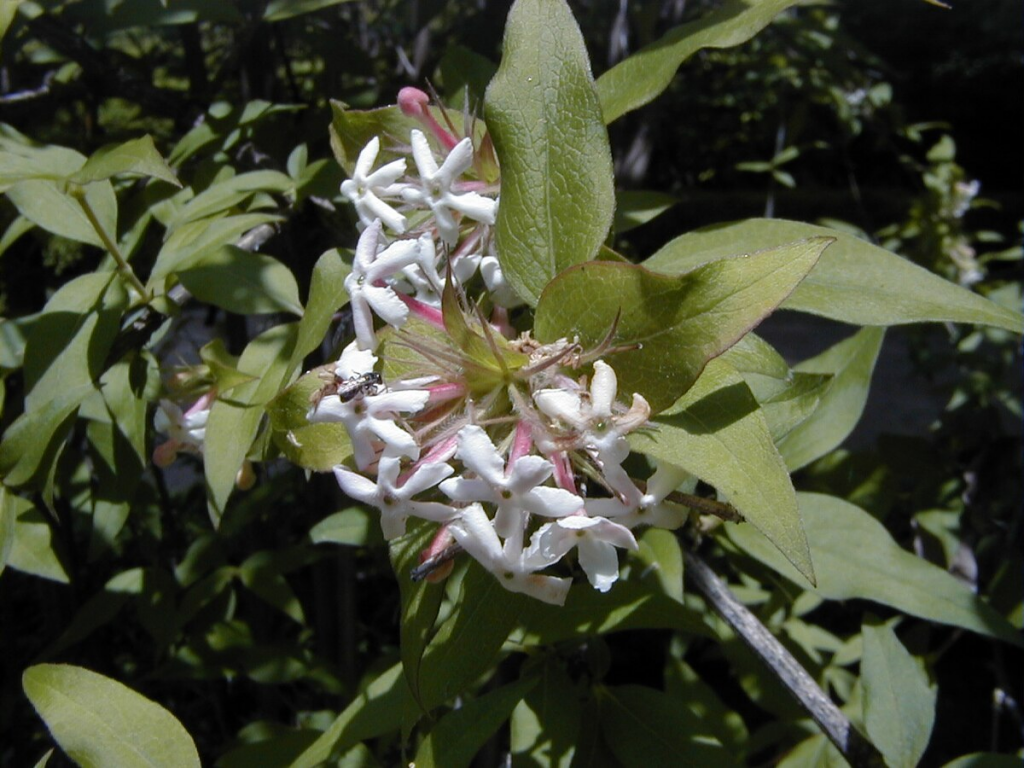Plant Profile: Indian Abelia (Abelia triflora aka Zabelia triflora aka ...