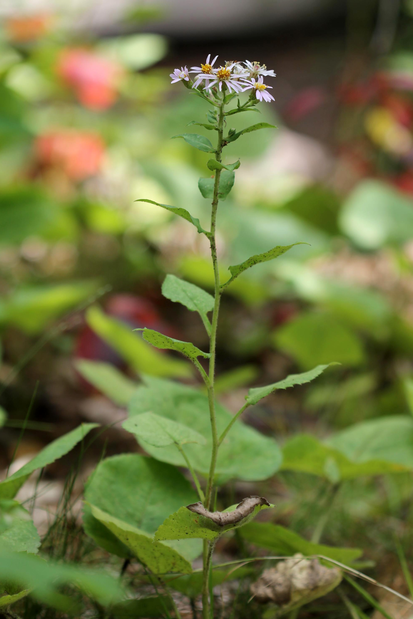 Meadow Garden Low Growing Native Flowering Perennials for Part to Full