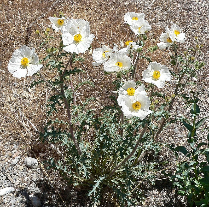 This image has an empty alt attribute; its file name is image-116.png