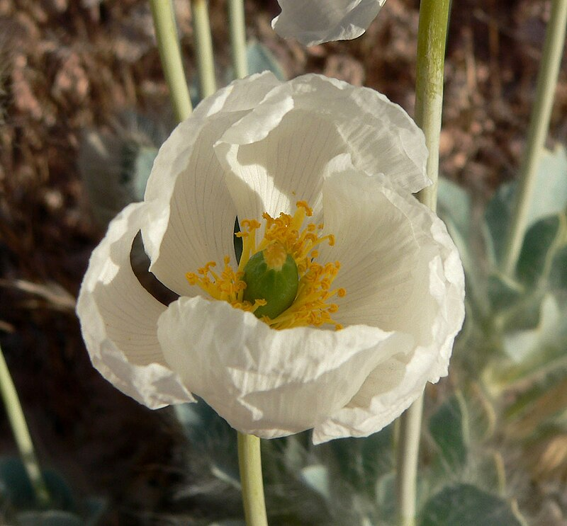 This image has an empty alt attribute; its file name is image-4.png